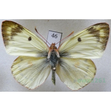 Colias alfacariensis Ribbe, 1905 male Szlaczkoń południowiec Czech46